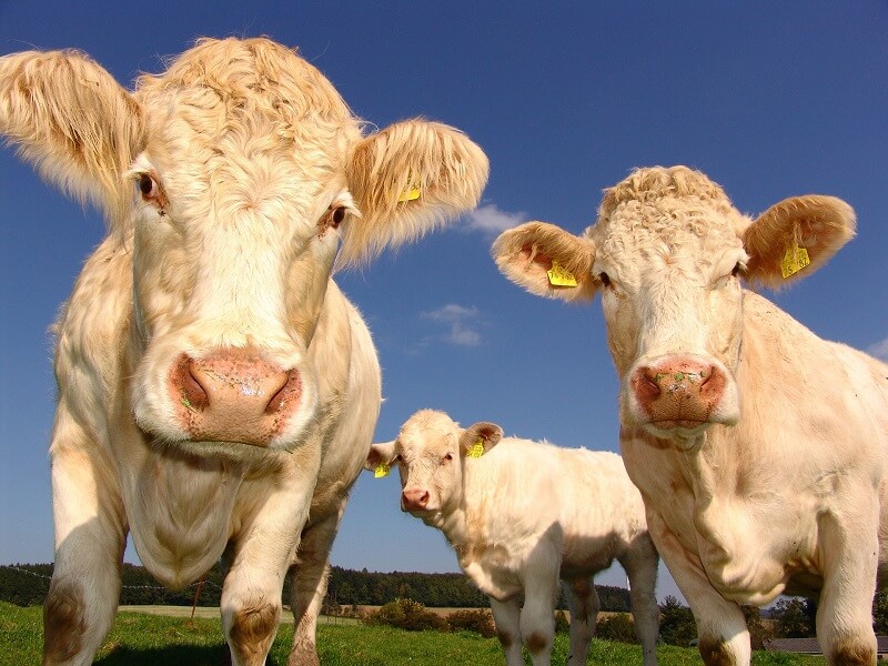 get-rid-of-cows-to-stop-methane-being-released